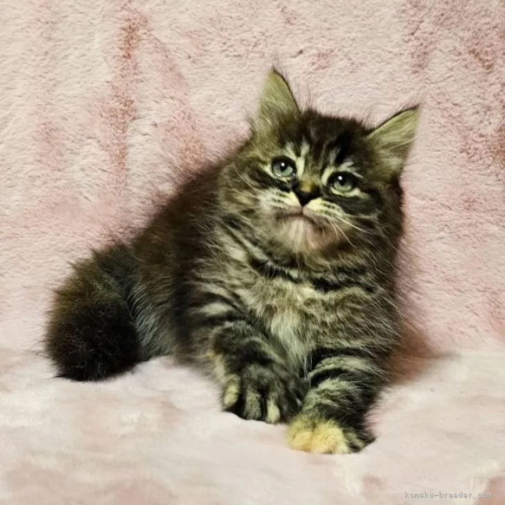 ID:2304-03346の子猫