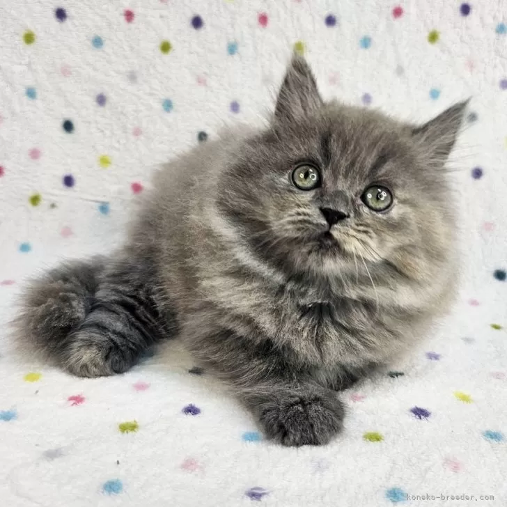 ID：2403-01344の子猫