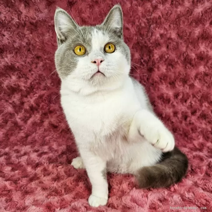ID:2308-00706の子猫