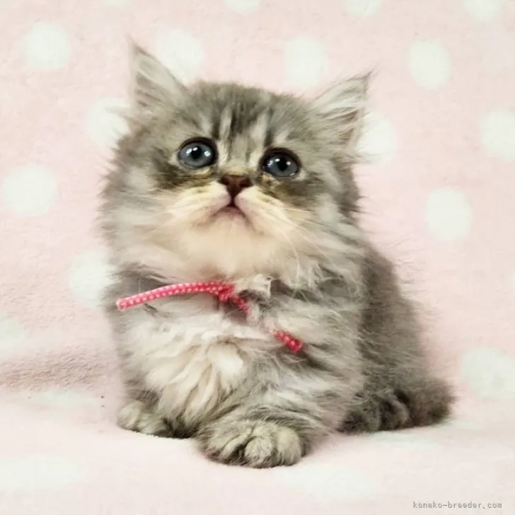 ID：2307-01703の子猫