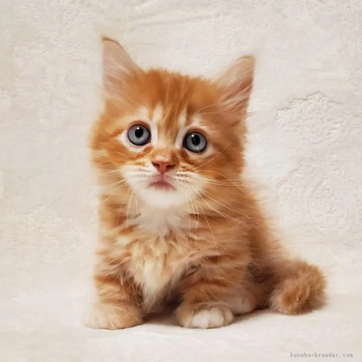 ID:2210-00317の子猫