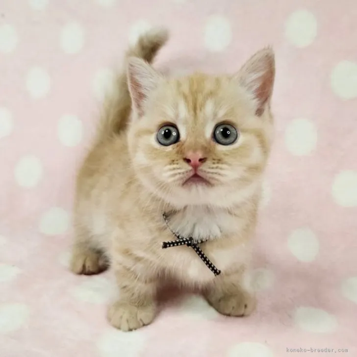 ID：2307-00465の子猫