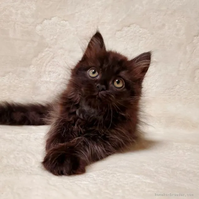 ID:2203-00279の子猫