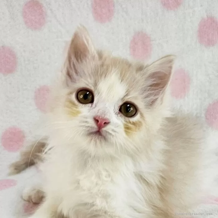 ID:2404-03680の子猫