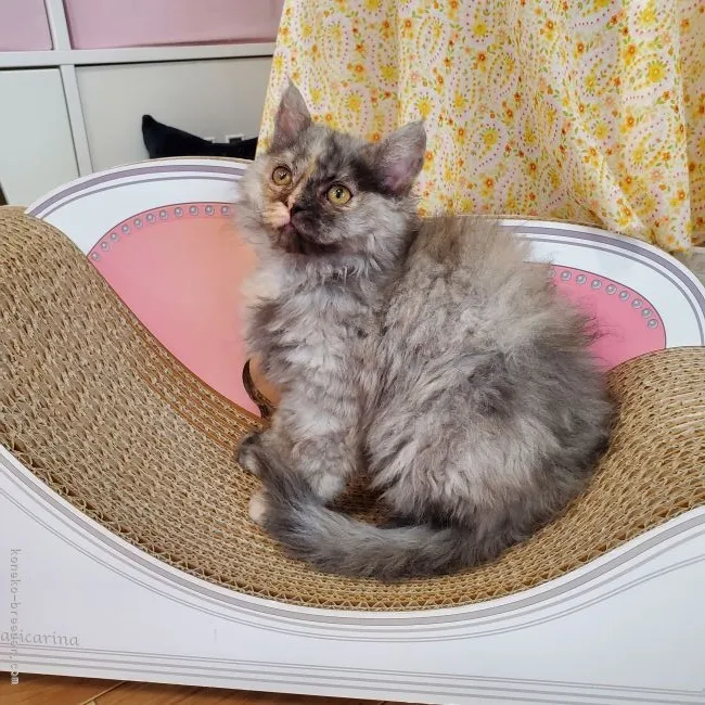 大きなネコ 様のお迎えした子猫
