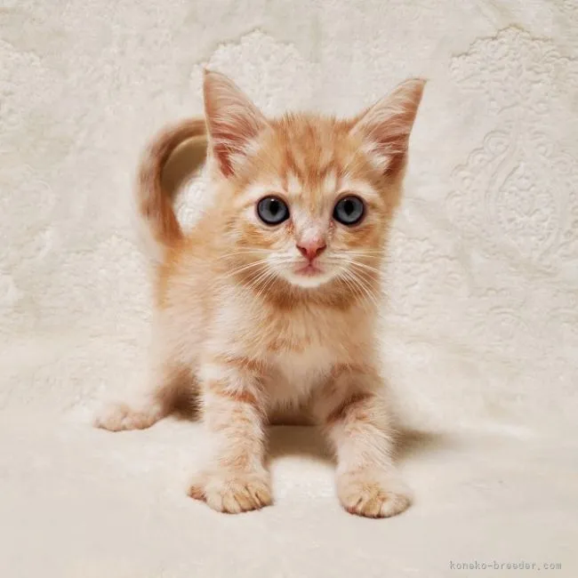 ID：2110-00668の子猫