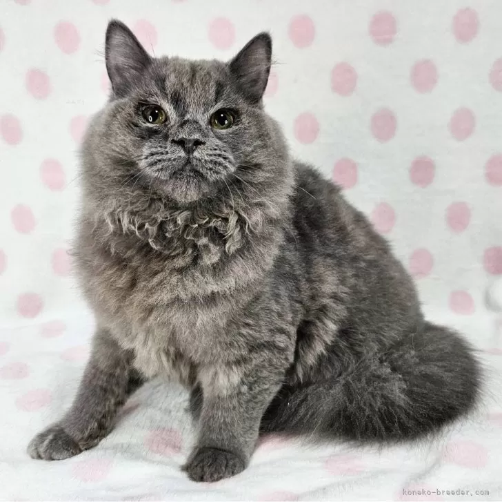 ID：2408-00624の子猫