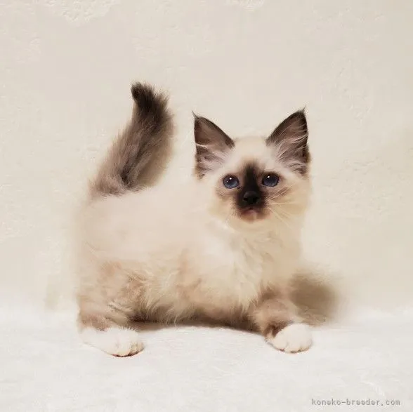 K 様のお迎えした子猫
