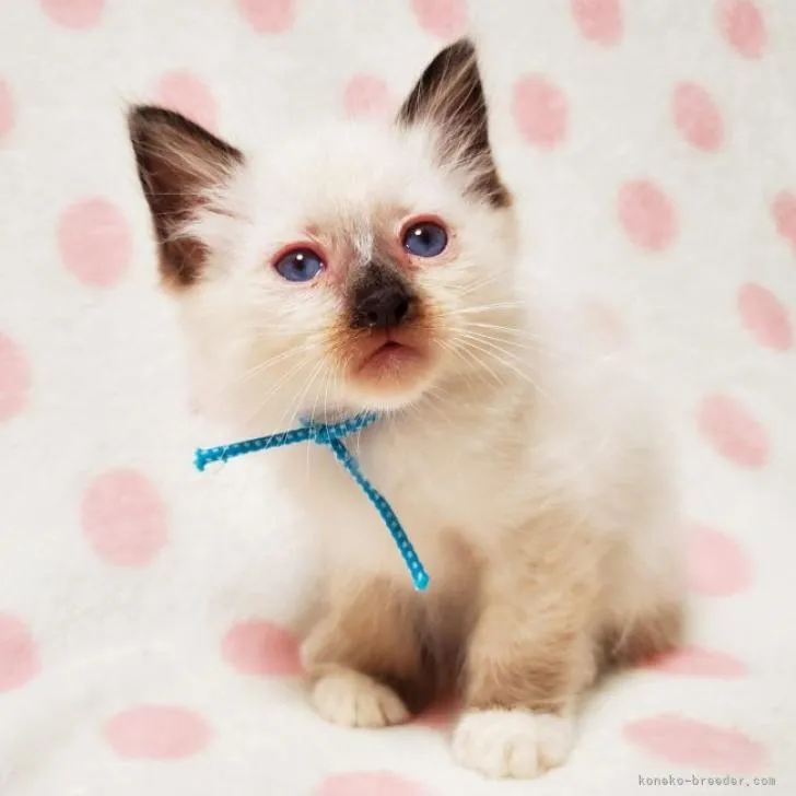 ID：2210-02865の子猫