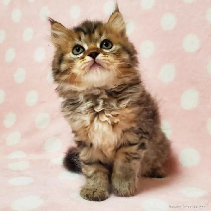 ID：2210-01246の子猫