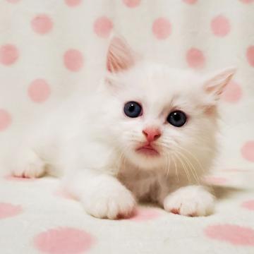 マンチカン(長足)【東京都・女の子・2022年7月19日・ホワイト（長毛）】の写真「真っ白な可愛い女の子♡」