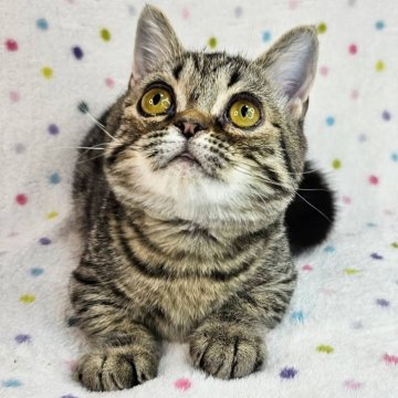 マンチカン(短足)【東京都・男の子・2023年11月17日・ブラウンマッカレルタビー（短毛）】の写真「超短足のイケにゃん♡」