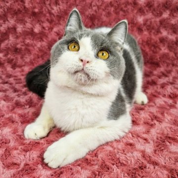 ブリティッシュショートヘア【東京都・男の子・2023年6月17日・ブルータビー&ホワイト（短毛）】の写真「可愛い男の子♡」