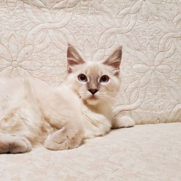 マンチカン(長足)【東京都・女の子・2021年1月14日・ブルーリンクスポイント（ロングヘアー）】の写真「♡美猫ちゃん♡」