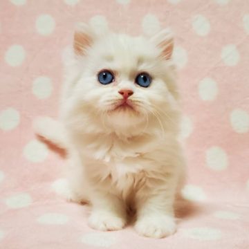 マンチカン(長足)【東京都・女の子・2022年4月10日・ホワイト（長毛）】の写真「美しいブルーの瞳の仔猫ちゃん♡」