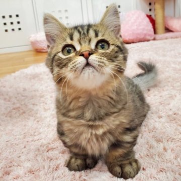 マンチカン(短足)【東京都・男の子・2022年12月6日・ブラウンマッカレルタビー（セミロング）】の写真「チャーミングな男の子♡」