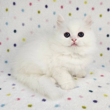 マンチカン(長足)【東京都・女の子・2024年2月9日・ホワイト（長毛）】の写真「♡長足の美猫♡」