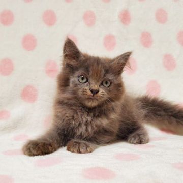 ラムキン【東京都・女の子・2021年5月19日・ブルー（ストレート・ロング）】の写真「♡長足の美猫♡」