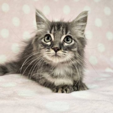 マンチカン(長足)【東京都・男の子・2023年9月6日・ブルータビー（セミロング）】の写真「美猫君♡」