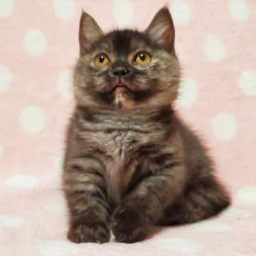 マンチカン(短足)【東京都・女の子・2022年6月14日・ブラウンパッチドマッカレルタビー（短毛）】の写真「まん丸コロコロちゃん♡」