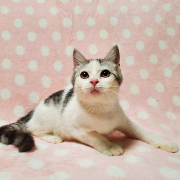 マンチカン(長足)【東京都・男の子・2022年4月1日・シルバーマッカレルタビー&ホワイト（短毛）】の写真「可愛い♡イケにゃん♡」