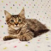 マンチカン(長足)【東京都・男の子・2021年3月8日・ブラウンマッカレルタビー】の写真1