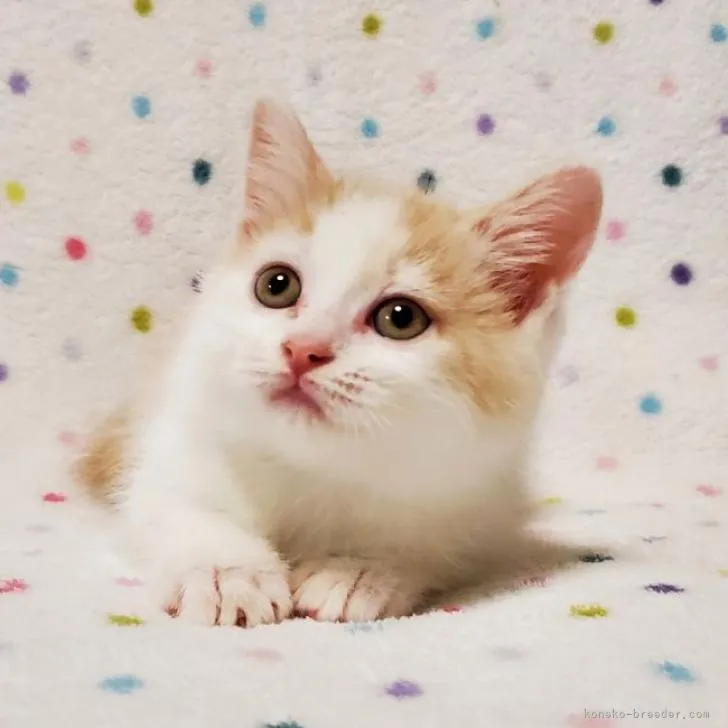 ID：2209-02820の子猫