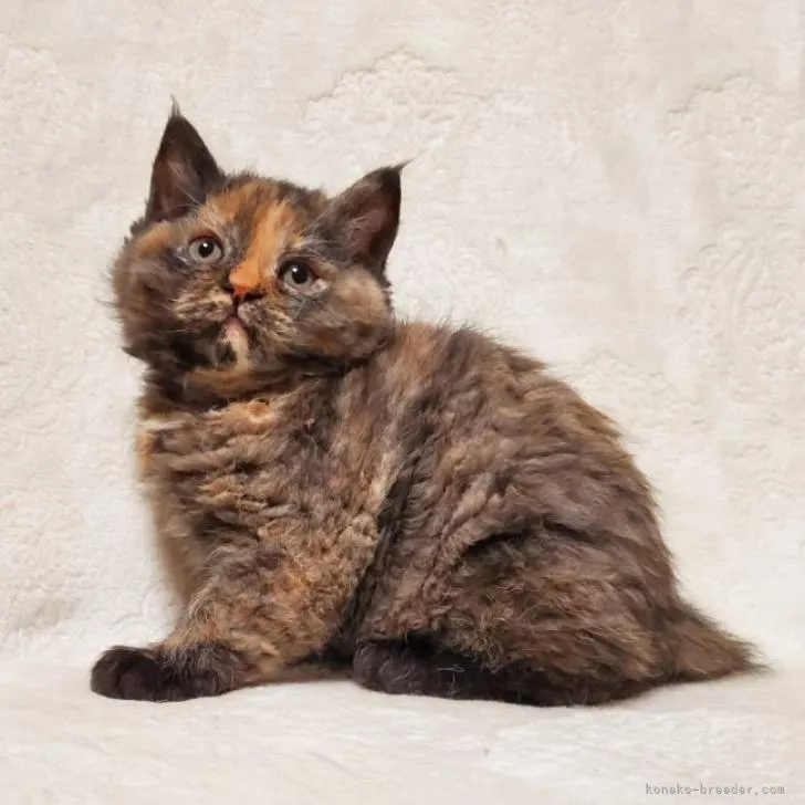 ID:2211-00365の子猫