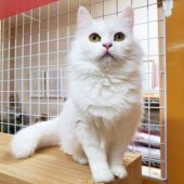 マンチカン【・女の子・2022年2月20日・ホワイト】