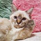 マンチカン【・男の子・2021年1月14日・シールリンクスポイント&ホワイト】