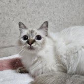 バーマン【・女の子・2023年7月28日・チョコレートトーティーポイント】