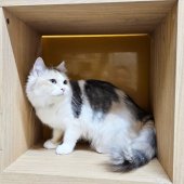 マンチカン【・女の子・2021年4月23日・ダイリュートキャリコ】