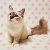 バーマン【東京都・男の子・2021年1月14日・シールリンクスポイント】の写真2