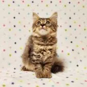 マンチカン(長足)【東京都・男の子・2021年3月8日・ブラウンマッカレルタビー】の写真2