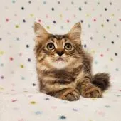 マンチカン(長足)【東京都・男の子・2021年3月8日・ブラウンマッカレルタビー】の写真3