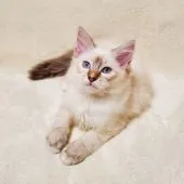 バーマン【東京都・男の子・2021年3月1日・シールリンクスポイント】の写真3