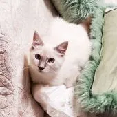 マンチカン(長足)【東京都・女の子・2021年1月14日・ブルーリンクスポイント】の写真3