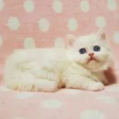 マンチカン(長足)【東京都・女の子・2022年4月10日・ホワイト】の写真3