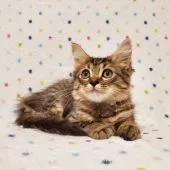 マンチカン(長足)【東京都・男の子・2021年3月8日・ブラウンマッカレルタビー】の写真5