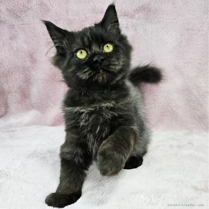 ID：2412-00929の子猫