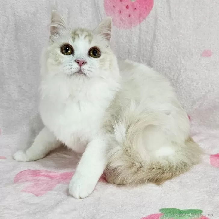 マンチカン(長足)【東京都・女の子・2025年8月3日・シェーデッドクリーム&amp;ホワイト】の写真1