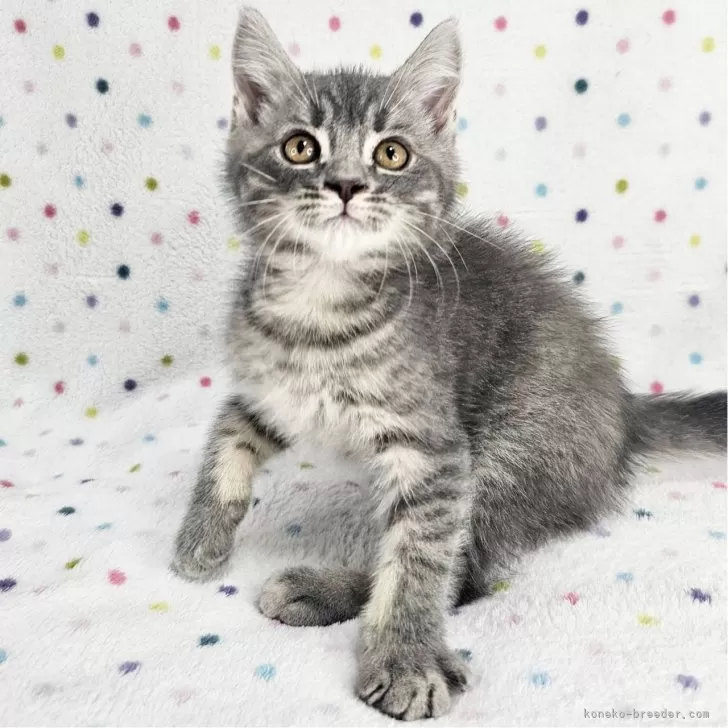 M.A 様のお迎えした子猫