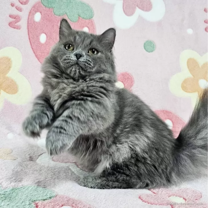 ID：2507-02782の子猫