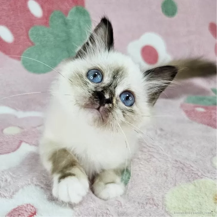 バーマン【東京都・女の子・2025年5月31日・シールトティーポイント】の写真1