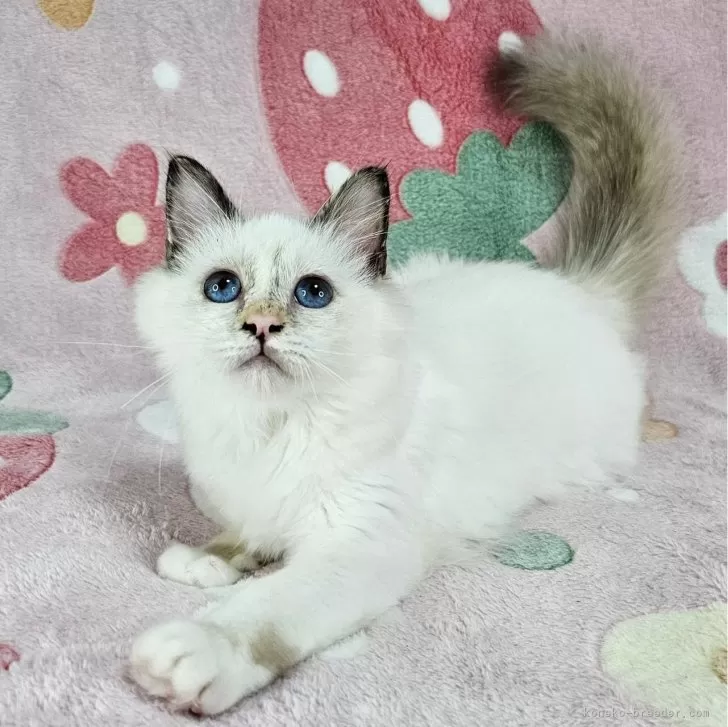 バーマン【東京都・女の子・2025年5月11日・シールトーティーポイント】の写真1