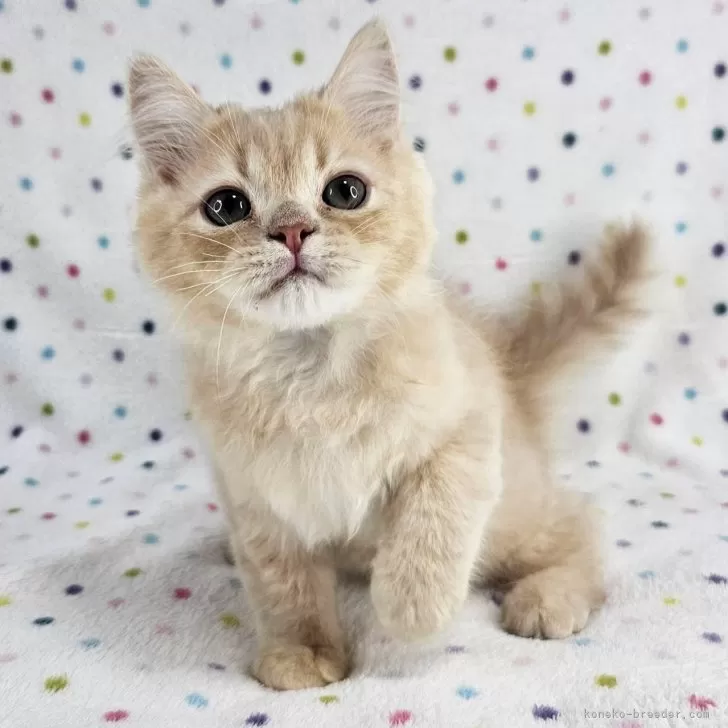 ID:2505-01155の子猫