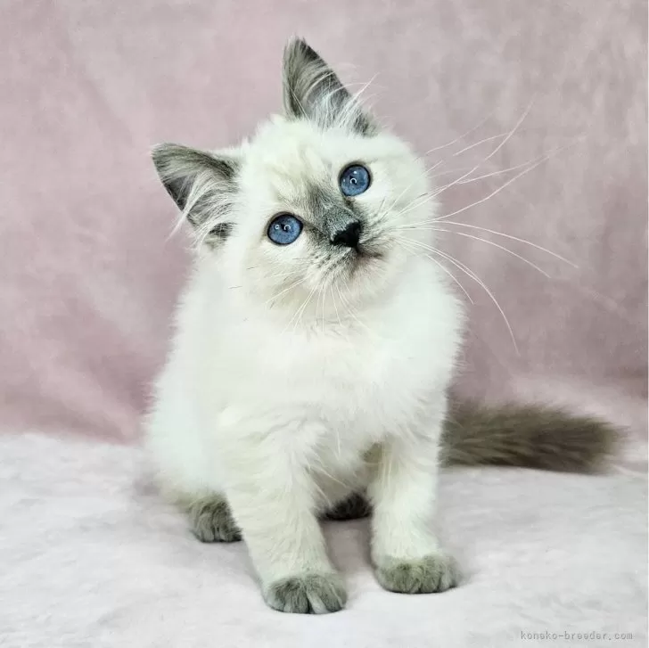 ID:2412-02550の子猫