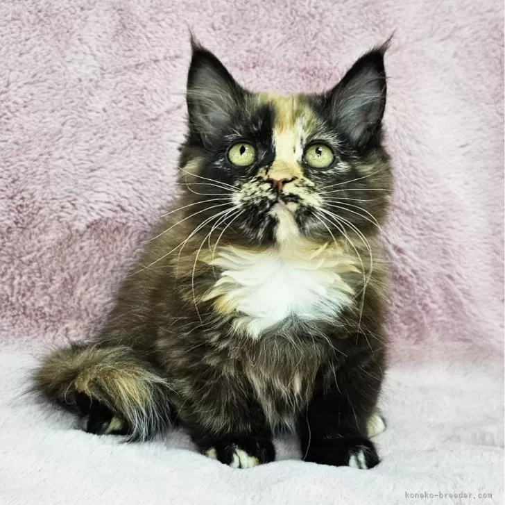クレラン 様のお迎えした子猫