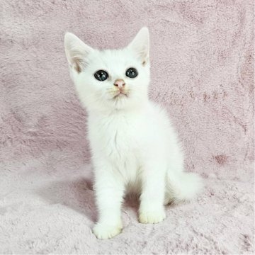 マンチカン(長足)【東京都・女の子・2025年2月20日・ホワイト（短毛）】の写真「長足の純白ちゃん♡」