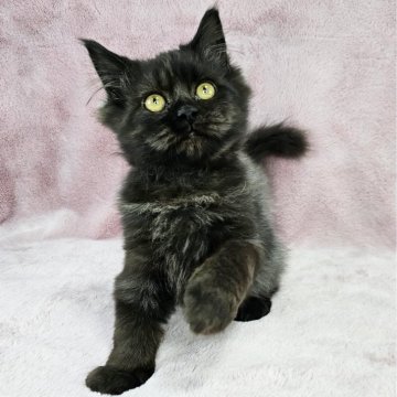 マンチカン【東京都・男の子・2024年10月30日・ブラック（長毛）】の写真「可愛い黒猫♡」